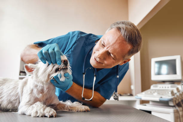 Best Urgent Dental Care  in St Marys, PA